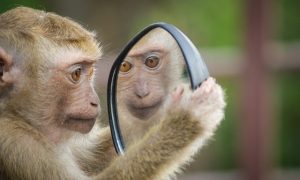 12. monkey-4788334_640
