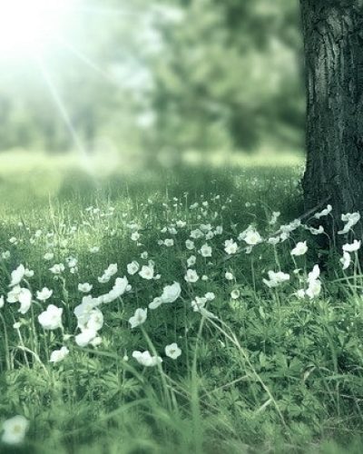 Laat bloemen groeien en bloeien, systemisch coach